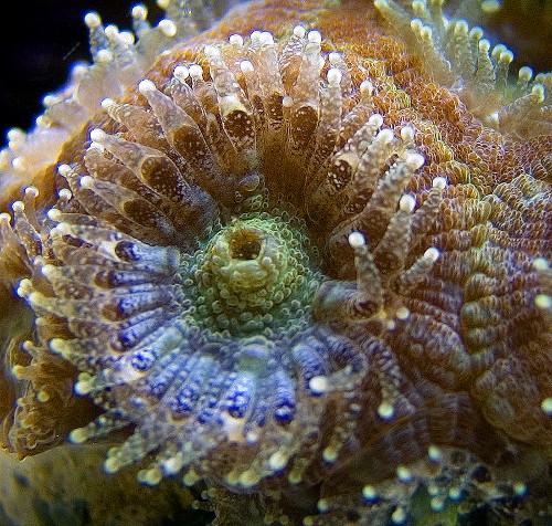 Acan coral (Micromussa lordhowensis)