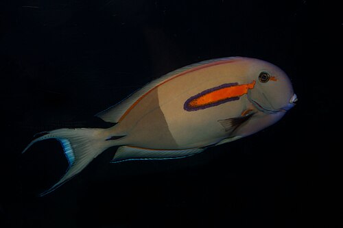 Orange Shoulder Tang - Adult