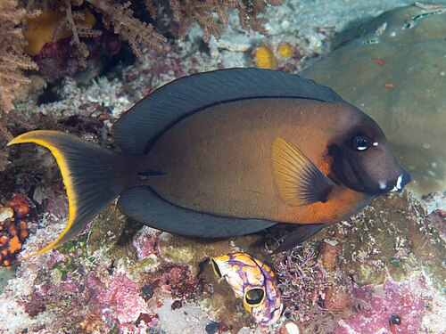 Chocolate Tang