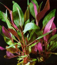 Scarlet Temple (Alternanthera reineckii)