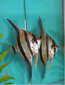 Altum angelfish