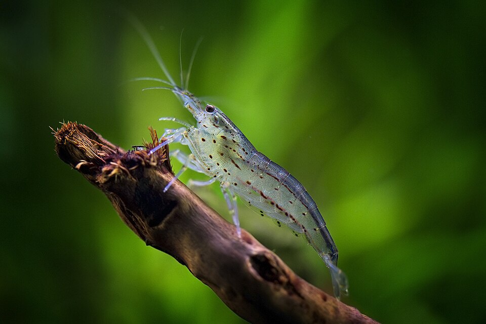 Amano shrimp (Caridina multidentata)