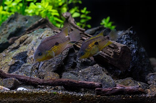 BEAUTIFUL TOPAZ CICHLID 1 TO 1.5 INCHES UNSEXED