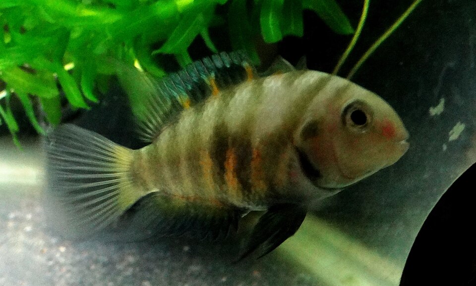 SEVEN STRIPE CICHLID 1.5 TO 2 INCHES UNSEXED (Amatitlania septemfasciata)