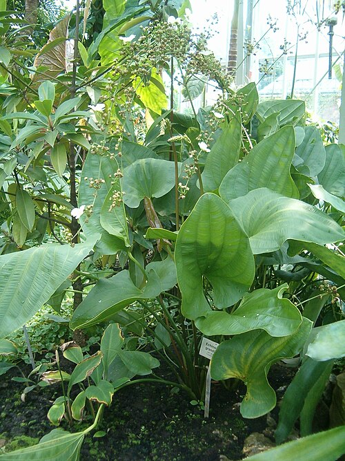 Amazon sword (Echinodorus spp.)