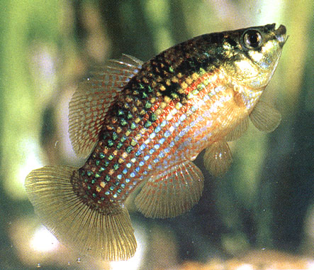 American flagfish
