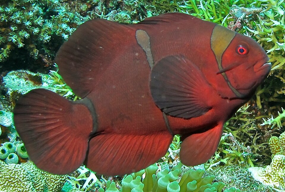 ORA (Amphiprion biaculeatus)