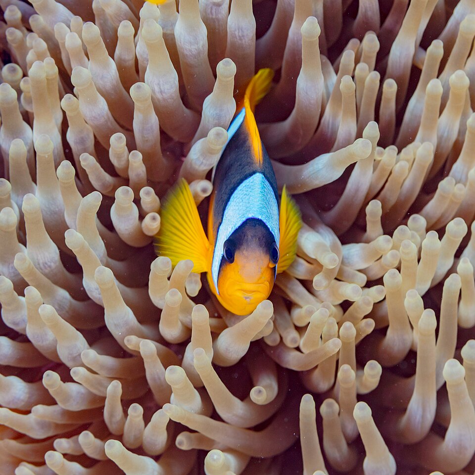 ORA (Amphiprion bicinctus)