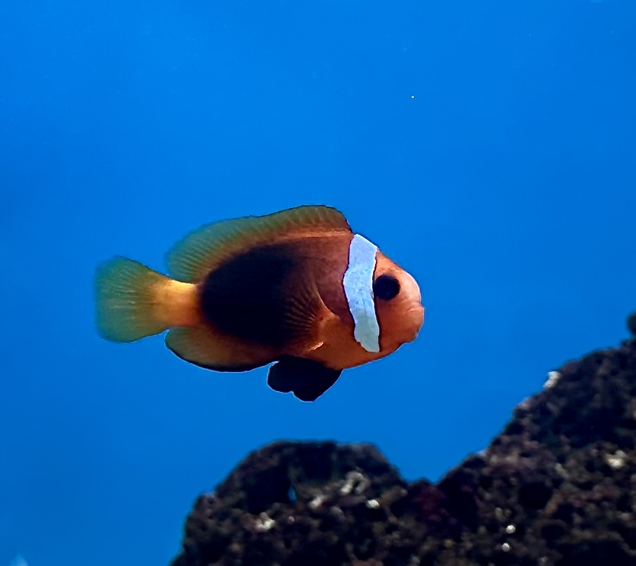 Captive-Bred Naked Cinnamon Medium (Amphiprion melanopus)
