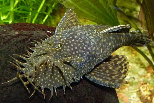 L183 Starlight (Ancistrus dolichopterus)