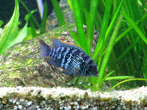 BEAUTIFUL BLUE ACARA 1.5 TO 2 INCHES UNSEXED