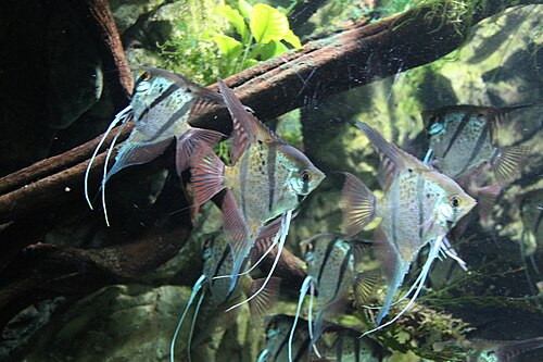 Freshwater angelfish (Pterophyllum scalare)