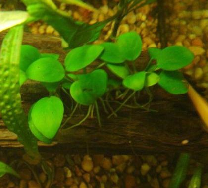 Anubias (Anubias spp.)