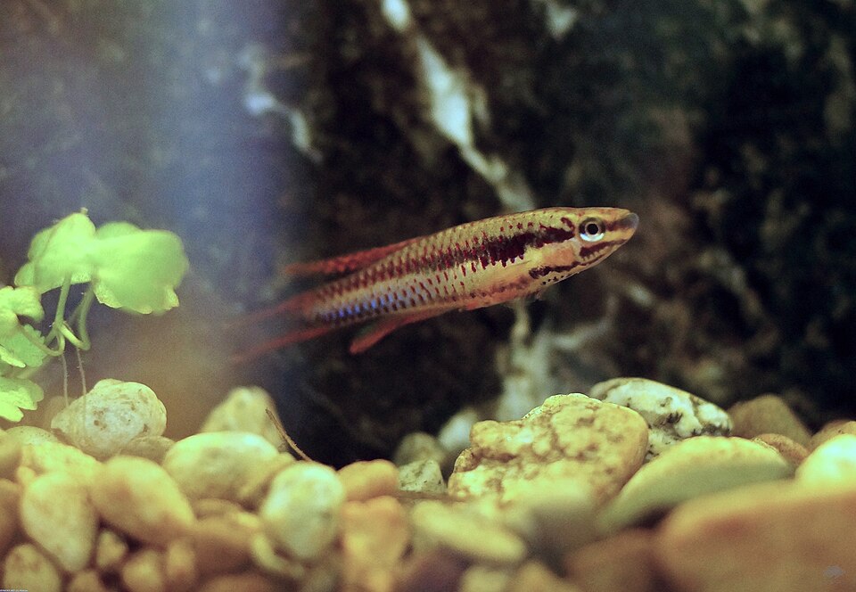 Lagos Red Killifish (Aphyosemion bivittatum)
