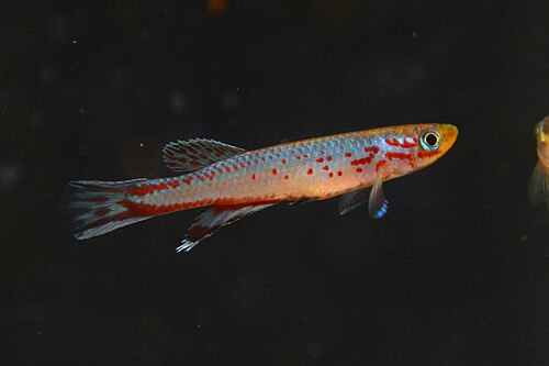 Cameroon Killifish