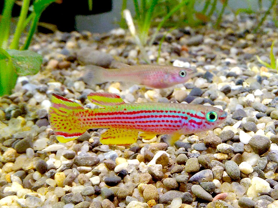 Red Striped Killifish (Aphyosemion striatum)