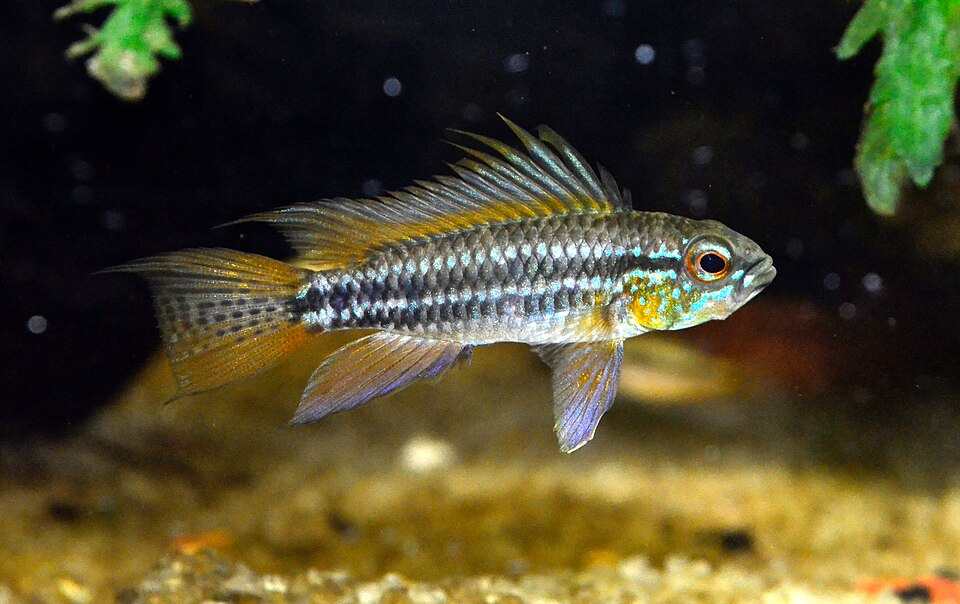 Apisto. Algodon II (Apistogramma sp.)