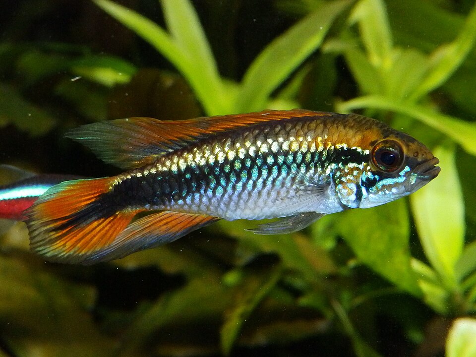 Agassiz’s dwarf cichlid (Apistogramma agassizii)