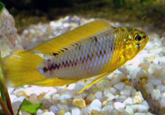 Borelli’s dwarf cichlid (Apistogramma borellii)
