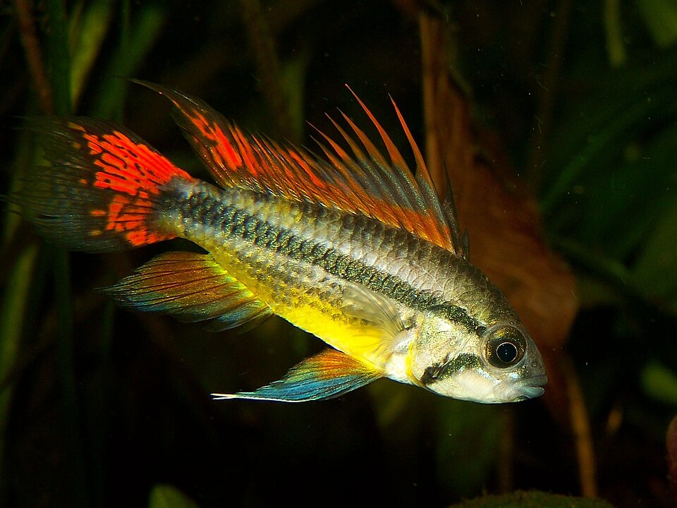Cockatoo dwarf cichlid (Apistogramma cacatuoides)