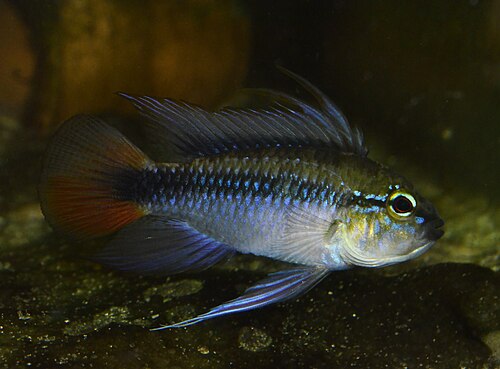 Apisto. Erythrura