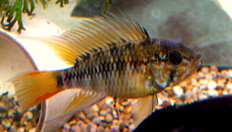 Macmaster’s dwarf cichlid (Apistogramma macmasteri)