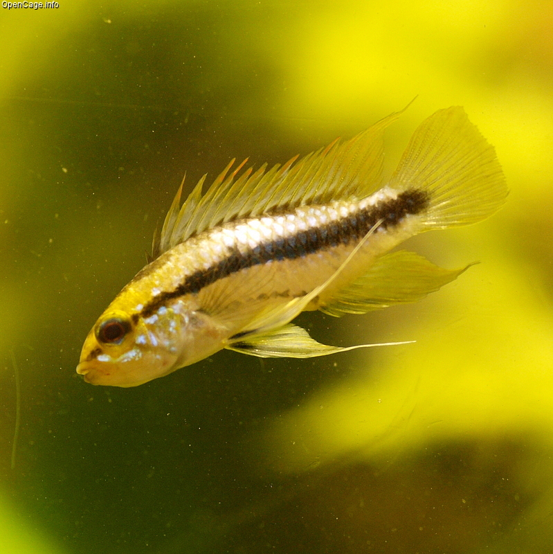 Redfin Three-Striped Dwarf Cichlid (Apistogramma trifasciata)