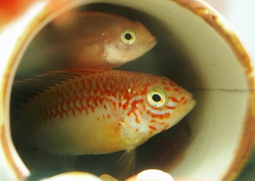 Viejita Dwarf Cichlid