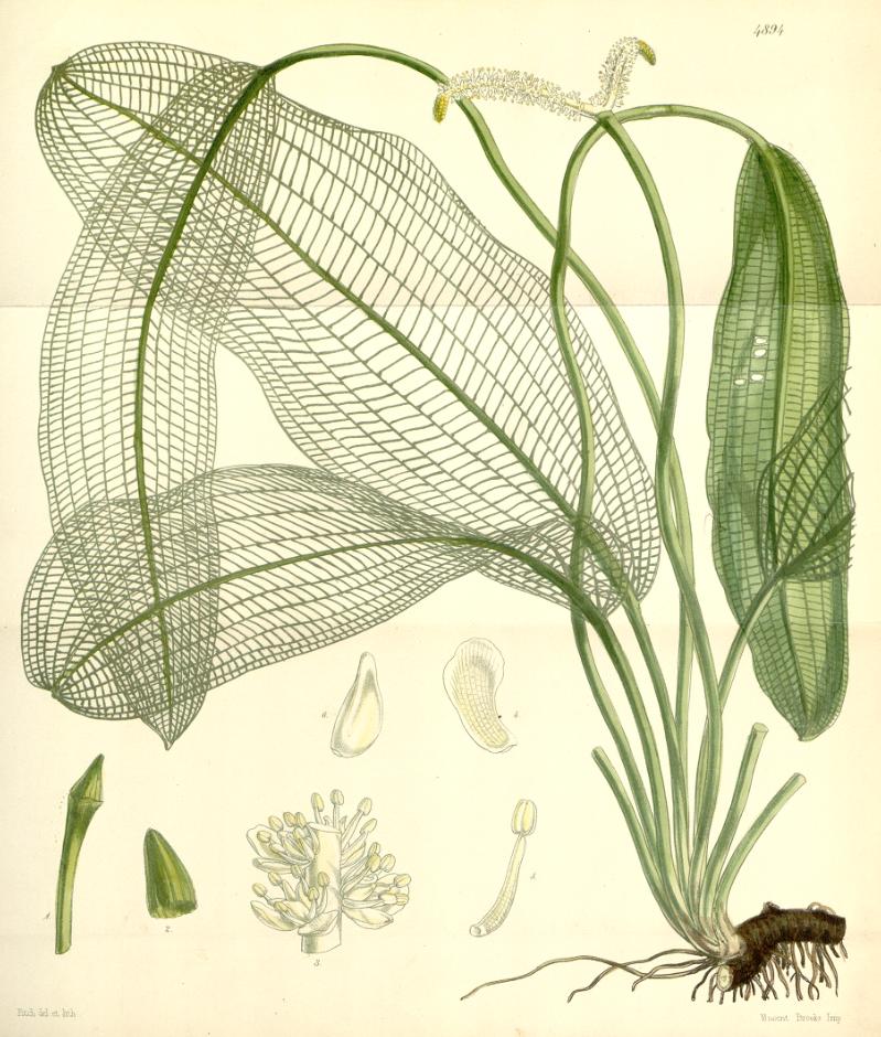 Madagascar Lace Bulb (Aponogeton madagascariensis)