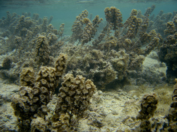 Aquacultured Marshall Island Purple & Yellow Scroll Coral