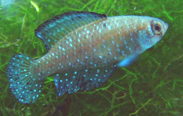 Blackfin Pearl Killifish (Austrolebias nigripinnis)