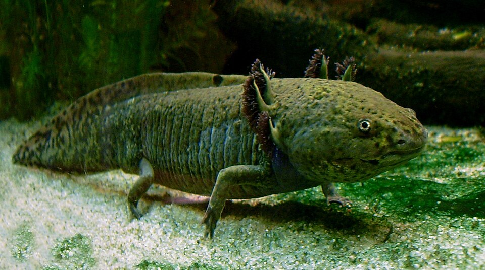 Axolotl (Ambystoma mexicanum)