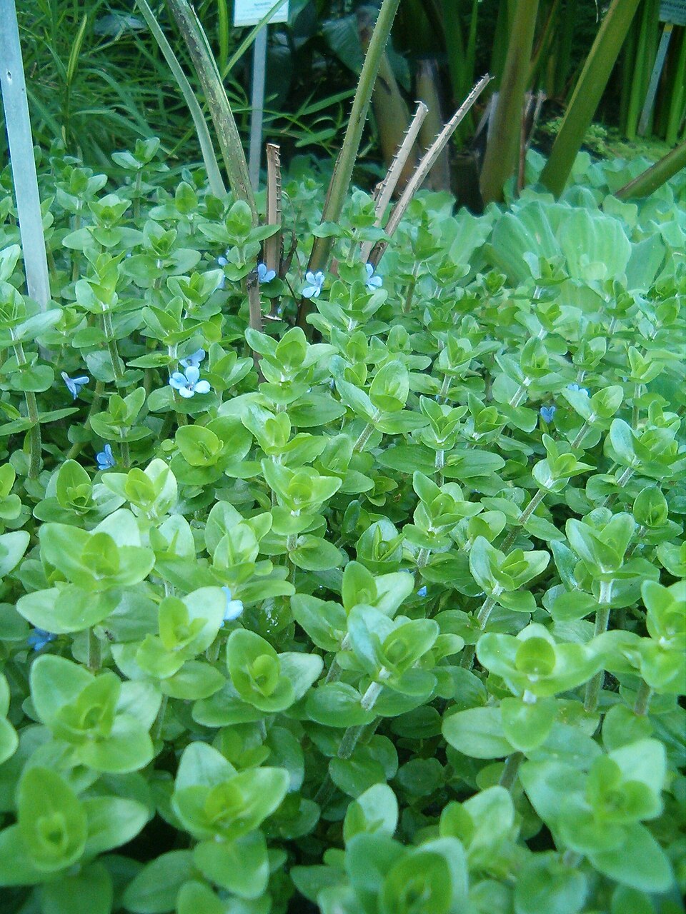 Lemon Bacopa (Bacopa caroliniana)
