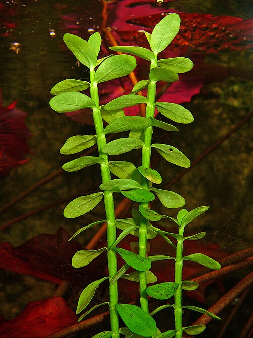 Giant Bacopa (Bacopa madagascariensis)
