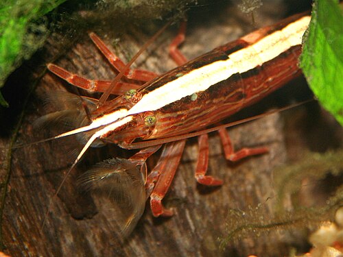 Bamboo shrimp (Atyopsis moluccensis)