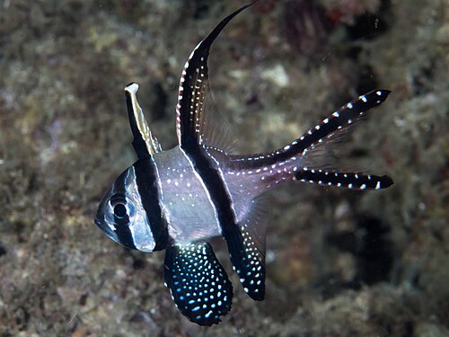 Banggai cardinalfish