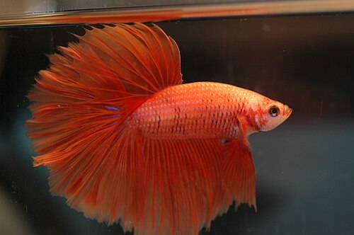 Betta (Siamese fighting fish) (Betta splendens)