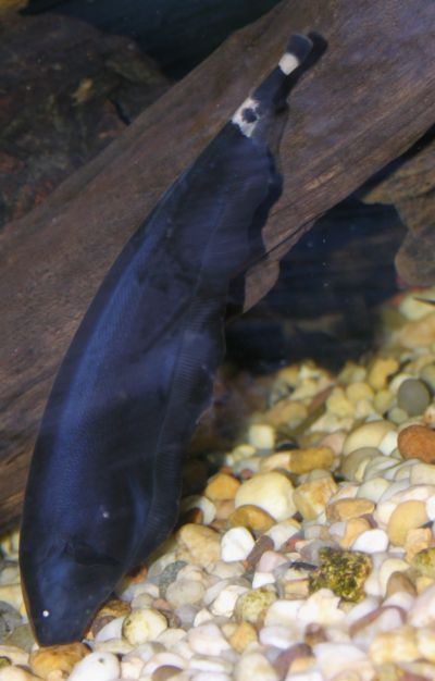 Black ghost knifefish (Apteronotus albifrons)