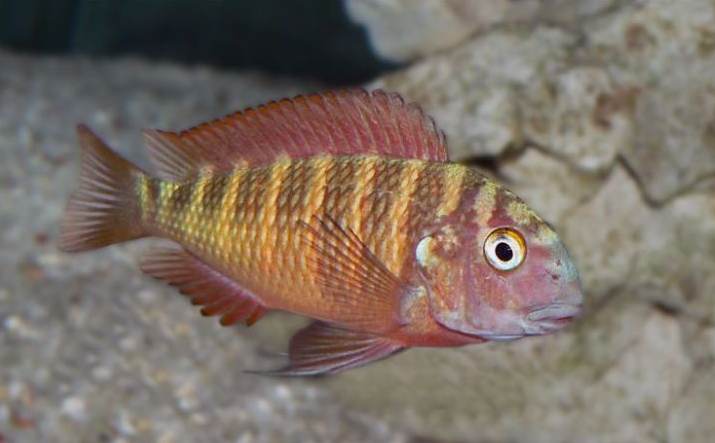 Black Kaiser II Tropheus (Tropheus sp.)