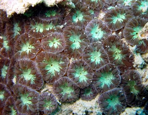 Blastomussa wellsi