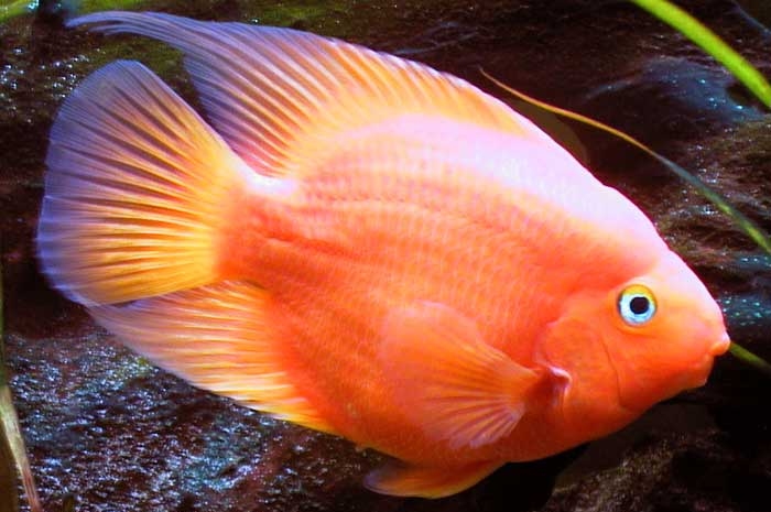 Blood parrot cichlid