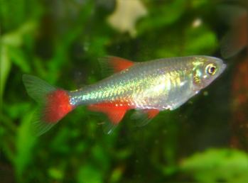 Bloodfin tetra (Aphyocharax anisitsi)