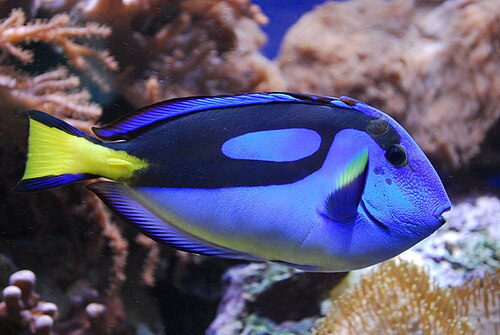 Blue hippo tang (Paracanthurus hepatus)