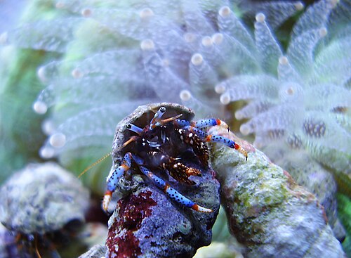 Blue-leg hermit crab
