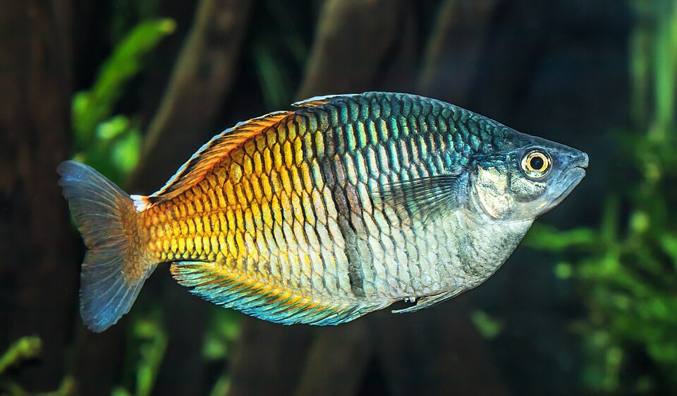 Boeseman’s rainbowfish (Melanotaenia boesemani)
