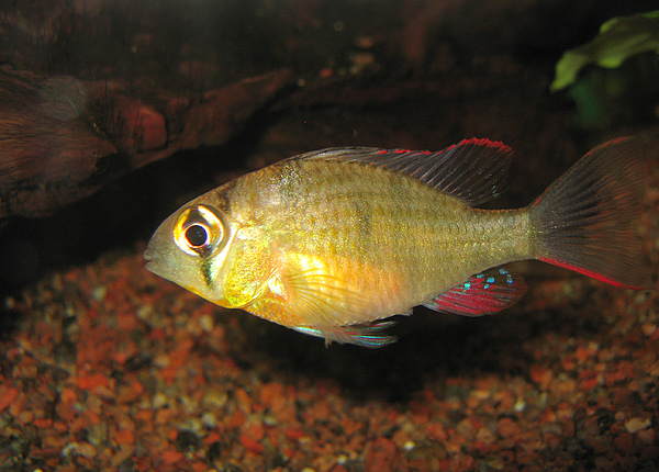 Bolivian ram
