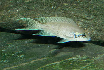 Fairy cichlid (brichardi)