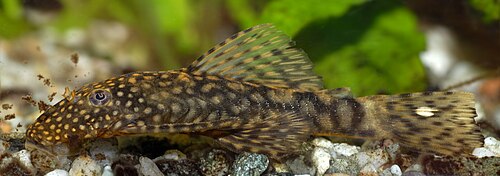 Bristlenose pleco (Ancistrus spp.)