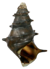 Pagoda Snails