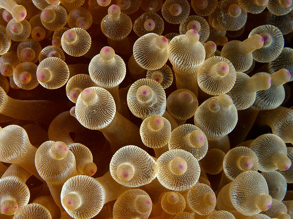 Bubble-tip anemone (Entacmaea quadricolor)